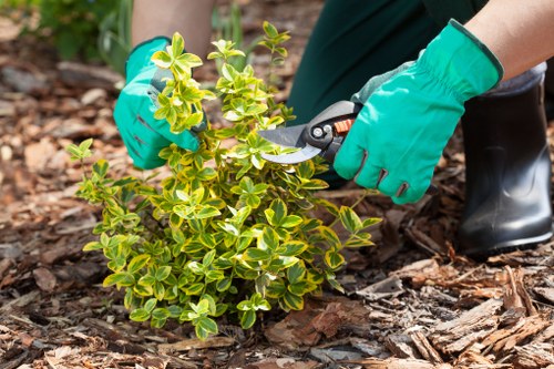 Professional lawn mowing service in Anerley