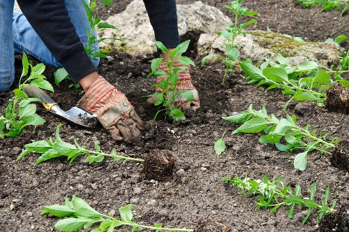 Garden clearance services offerings in Anerley
