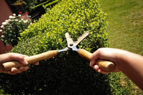 Benefits of professional tree services